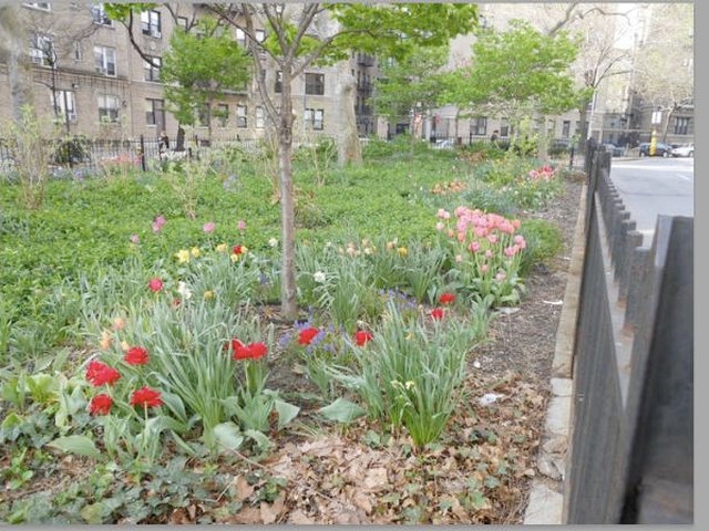 Tulips at the Riverside Oval.