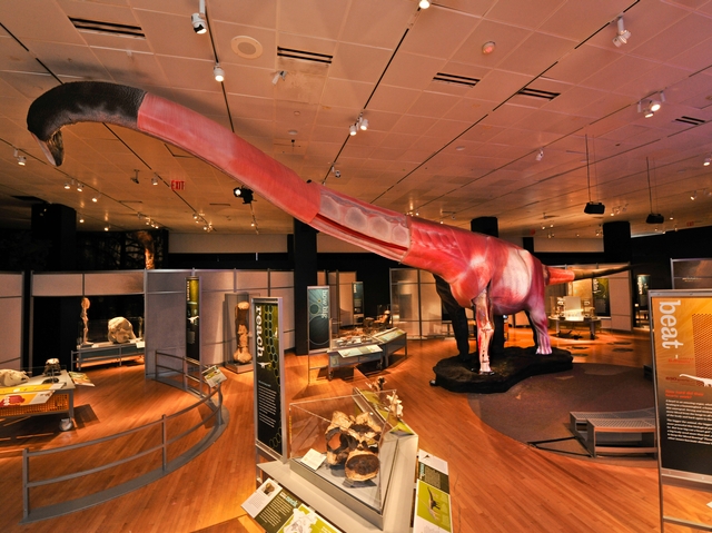 World's Biggest Dinosaurs Stomp into American Museum of Natural History