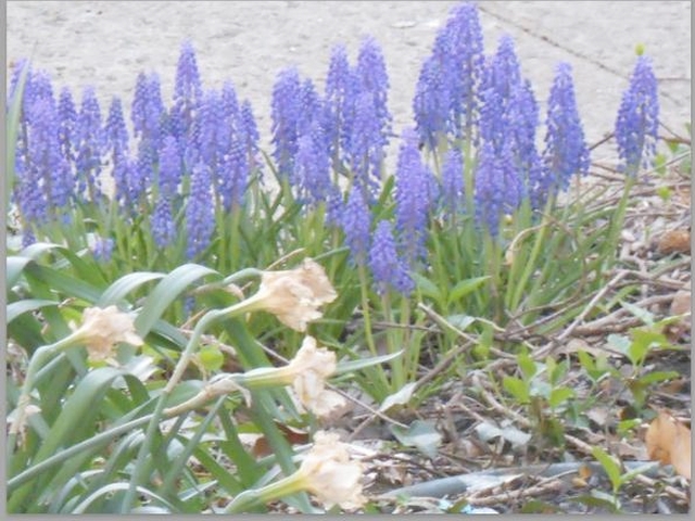 Flowers at the Riverside Oval, located at West 156th Street and Riverside Drive.