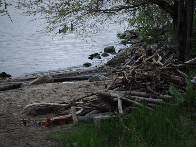 According to marine life experts, seal sightings have increased in the city and region.