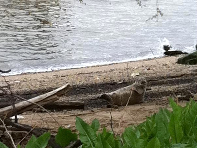 The Inwood seal was quiet, but active at times, flipping over onto its back.