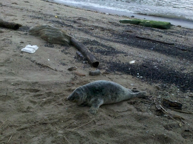 A baby seal was spotted in Inwood Wednesday evening.