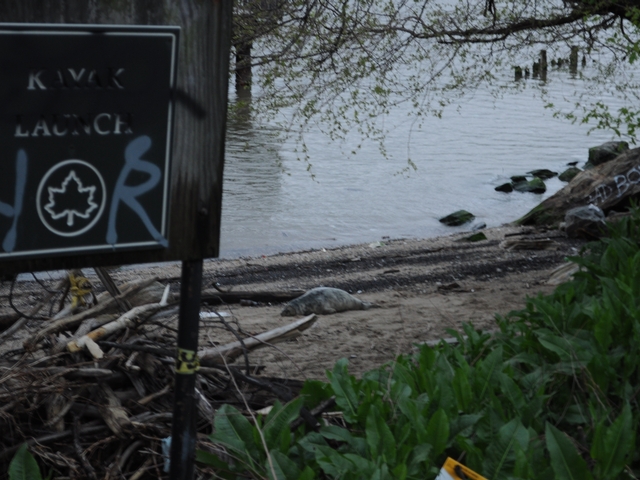 Police left the seal on the shoreline believing it will reenter the water when the tide comes in.