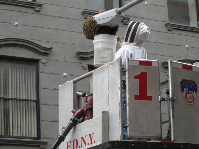 NYPD beekeeper Tony Planakis scooped the bees into a bucket.