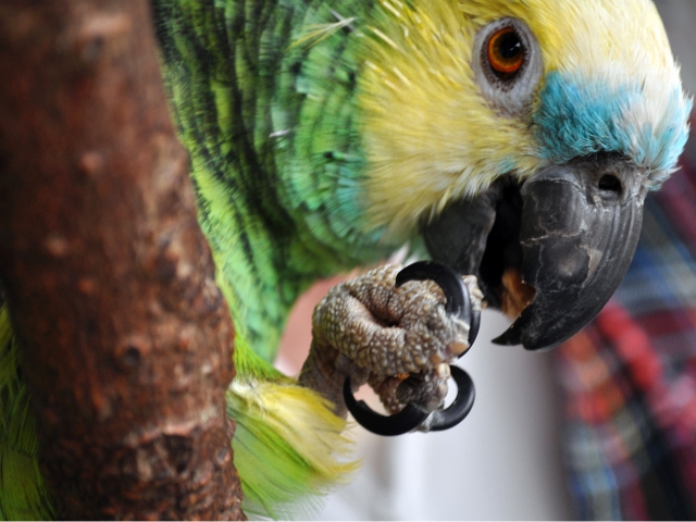 Eddie the parrot ate a cookie on the corner of Tenth Avenue and 26th Street.