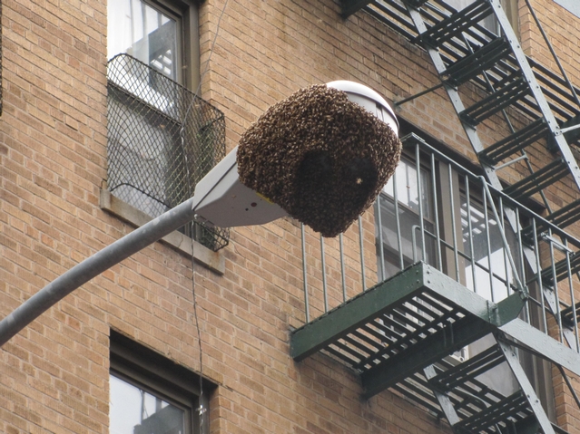 An estimated 15,000 bees massed on the streetlight.