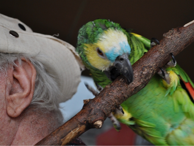 Amazon parrots have a high ability to mimic human speech, but they also require more attention than cats or dogs as pets, said Rauch.