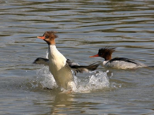 An image of Chinese mergansers.