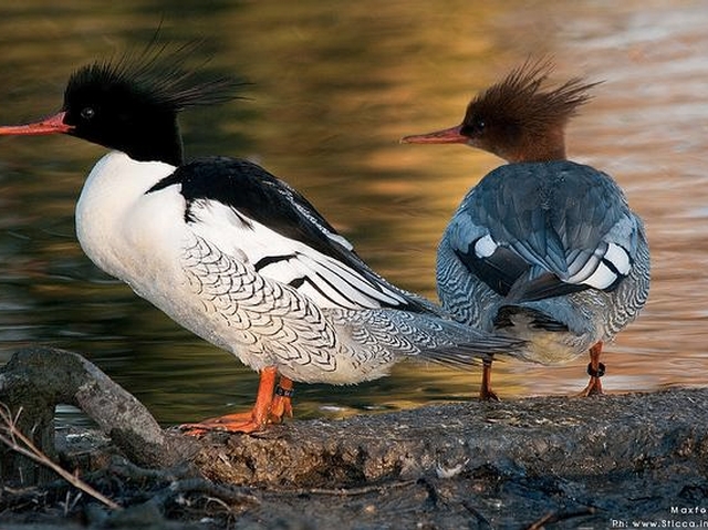 An image of Chinese mergansers.