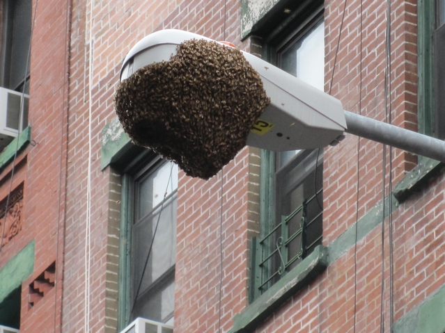 An estimated 15,000 bees massed on the streetlight.