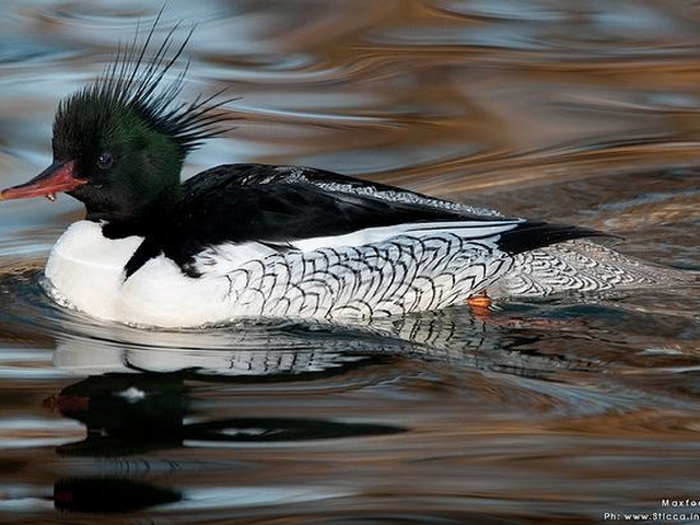 An images of a Chinese merganser.