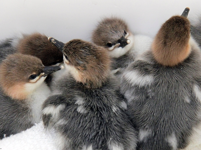 An images of the newly hatched Chinese mergansers at the Central Park zoo.