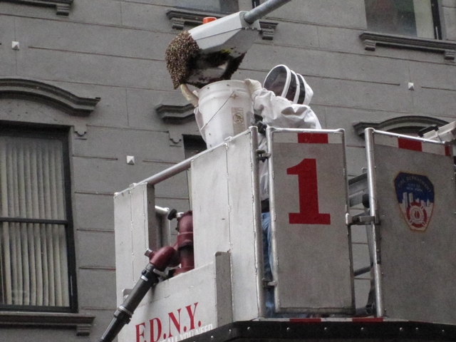 NYPD beekeeper Tony Planakis scooped the bees into a bucket.