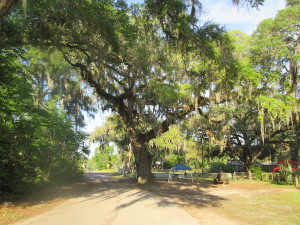 CITRUS COUNTY FLORIDA NO PLACE FOR COUCH POTATOES Part 1 CitrusCounty on the trail. Giant oaks everywhere.