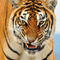 Grumpytiger_thumb