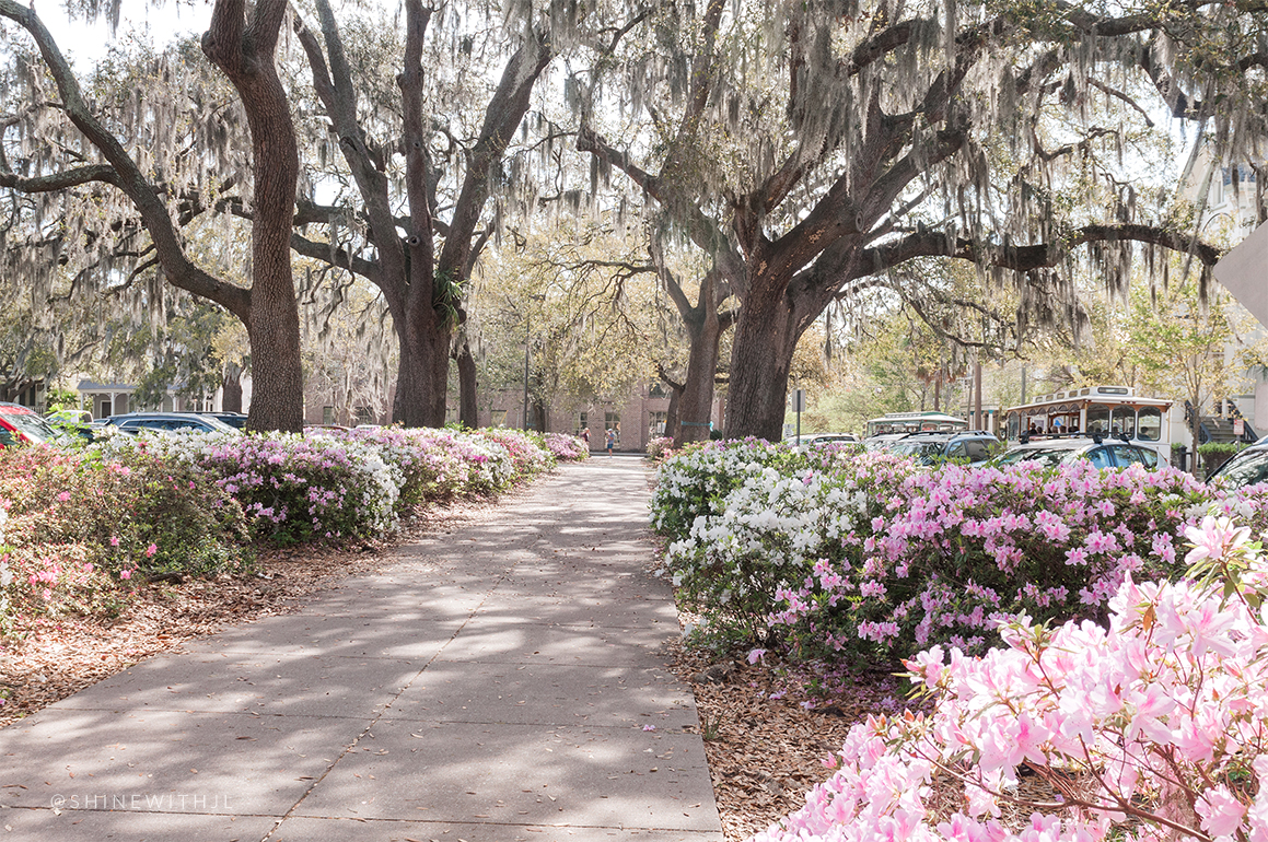 trolley and tree lined path savannah georgia