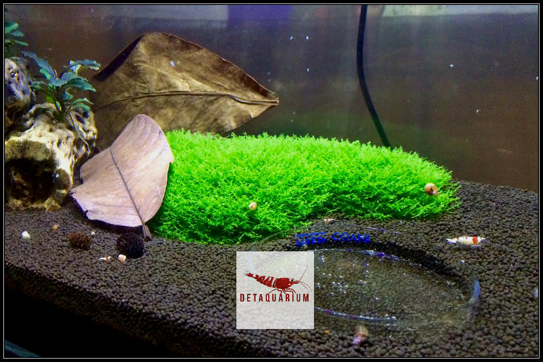 Nicest looking moss for shrimp tank? Aquatic Plants The Shrimp Spot