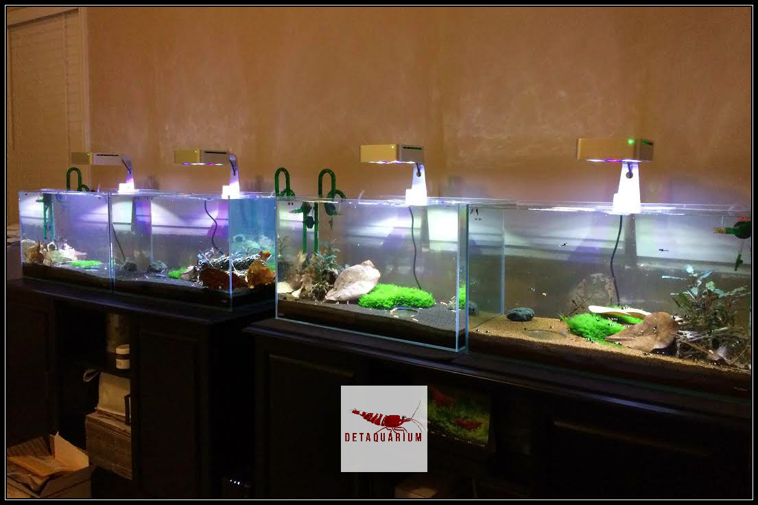 Nicest looking moss for shrimp tank? Aquatic Plants The Shrimp Spot