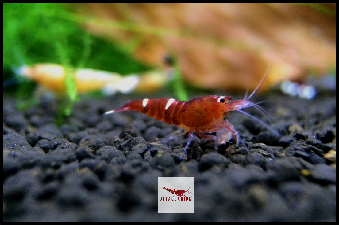 Taiwan Bee Shrimp for Sale!! The Marketplace The Shrimp Spot