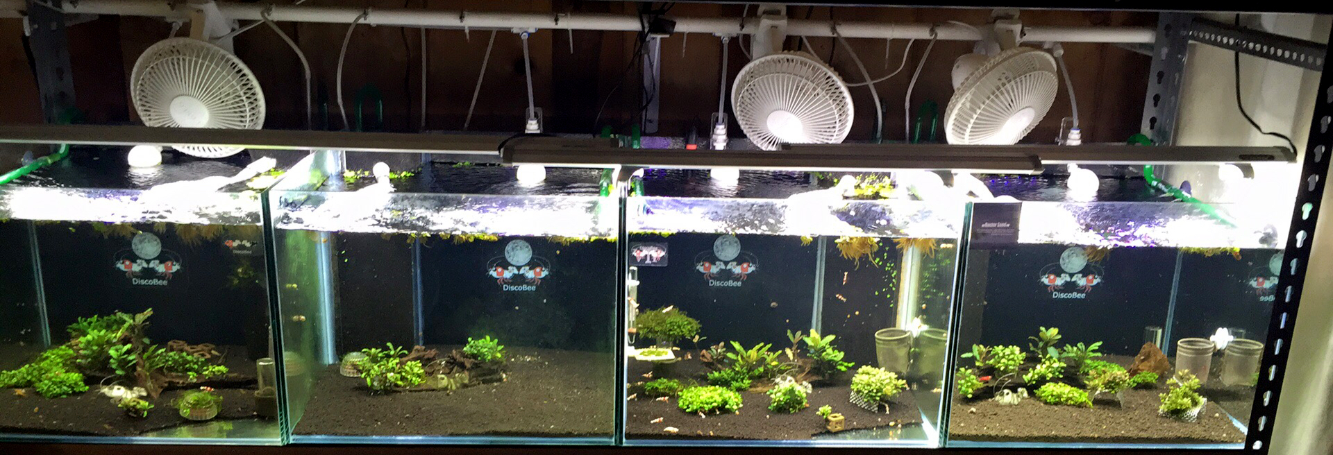 Japanese/Taiwan Setup's Care, feeding and breeding The Shrimp Spot