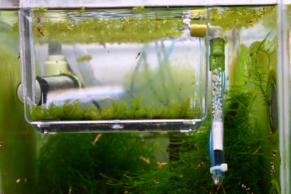 DIY 7 Internal Breeder Box DIY The Shrimp Spot