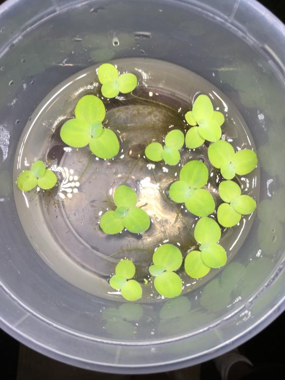 Java Moss & Frogbit & Dwarf Water Lettuce & Subwassertang The Marketplace The Shrimp Spot