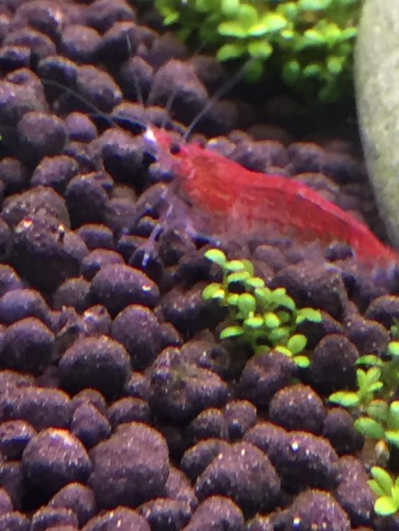 Mysterious White stuff on shrimp nose Care, feeding and breeding