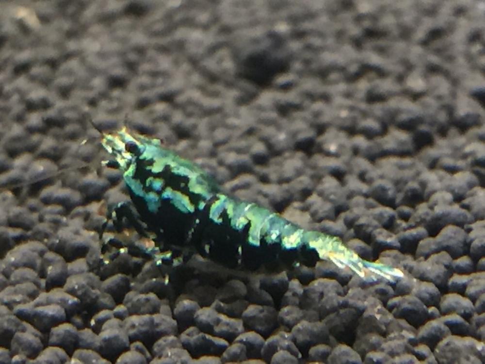 Blue Boa for sale The International Marketplace The Shrimp Spot