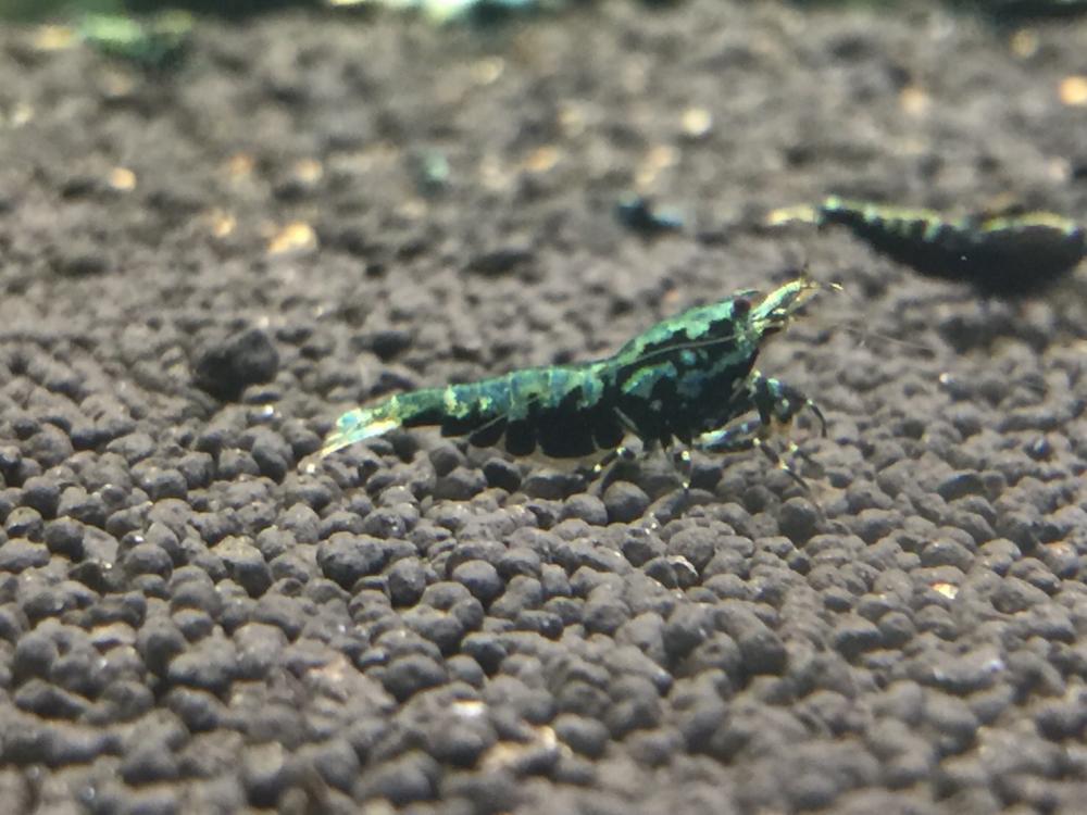 Blue Boa for sale The International Marketplace The Shrimp Spot