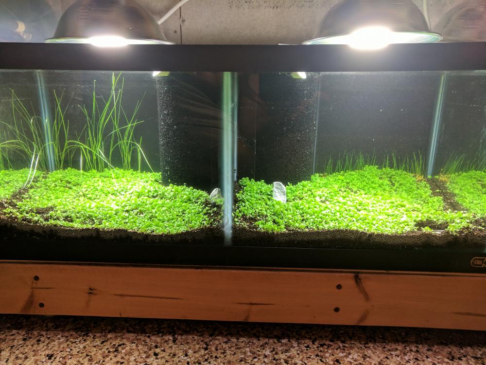 40 Gallon breeder tank divided DIY The Shrimp Spot