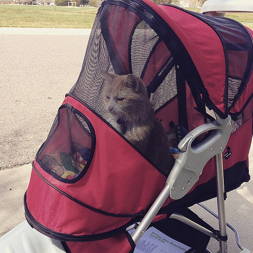Felix The Cat. King of his stroller. #cats by bethskinner cat stroller photo