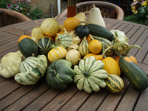 Gourds 2013 crop by eric.rayner@btinternet.com gourds photo