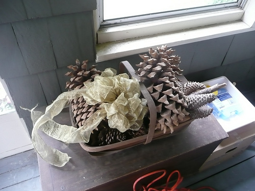 pinecones by lsiegert pinecone photo