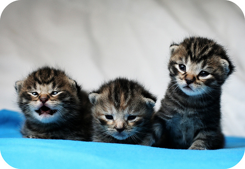 kittens by mathias-erhart kitten photo