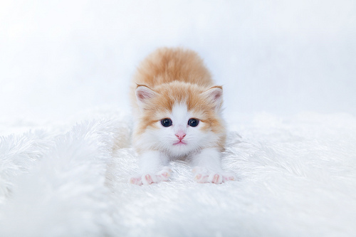 Kitten by Kenichi Nobusue kitten photo