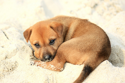 Puppy on Halong Bay by Andrea Schaffer puppies photo