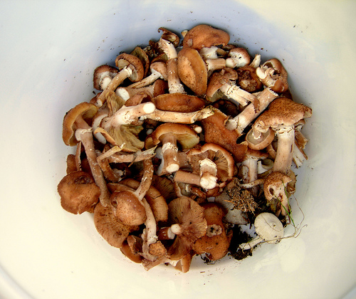 A little backet of mashrooms by maxrempel shitake photo