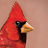 Alexisonfire_70x70_medium