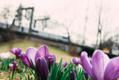 purple, flowers, flora, blossom, plants, petals, garden, bokeh