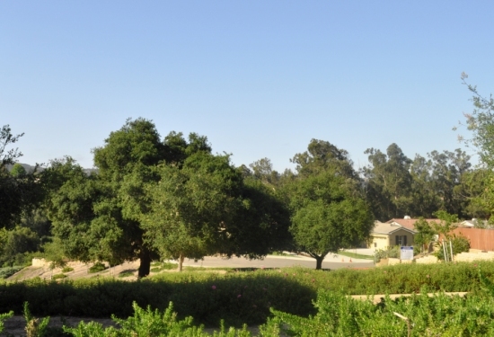 The Enclave at Harp Springs | Orcutt - View