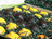 Lemons