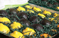 Lemon Festival Lemon Festival