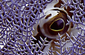 International Union for the Conservation of Nature