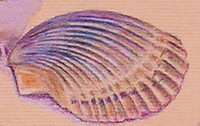 shell1