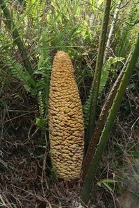 Cycad_1_t479