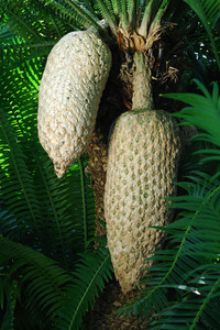 Dioon_edule