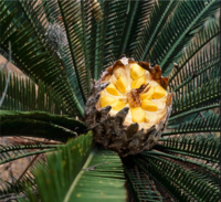 Oaxaca