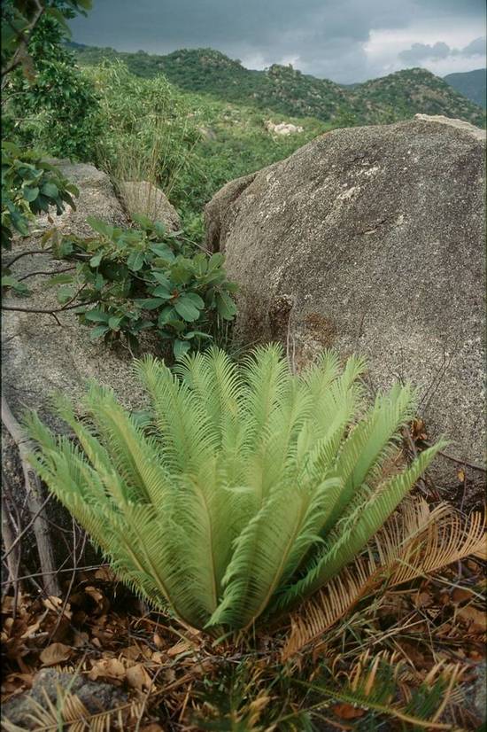 Vietnam