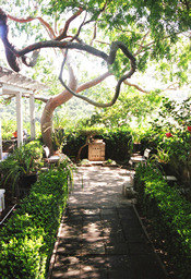 Eucalyptus Allée Euc1