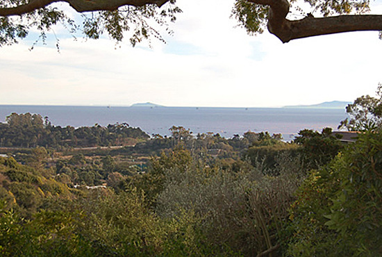 Eucalyptus Cottage View